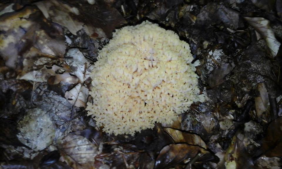 Июньский грибной сезон же в разгаре на Закарпатье.