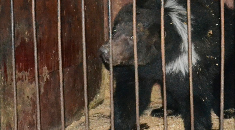 Реабилитационном центре бурых медведей Национального природного парка «Синевир» поселился еще один косолапый. 400-килограммового Стефана транспортировано из Хмельницка. 