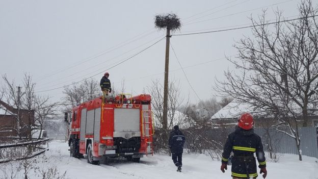 З новою хвилею морозів та сильних снігів з різних регіонів України почали надходити повідомлення про лелек, які потерпають від холоду.

