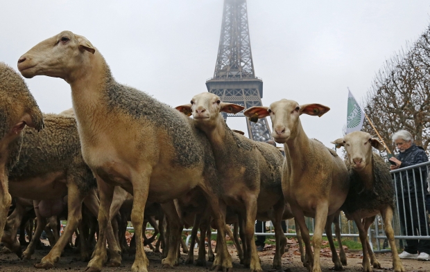 Фермери привезли під Ейфелеву вежу сотні овець, щоб протистояти захисту вовків у Франції 
