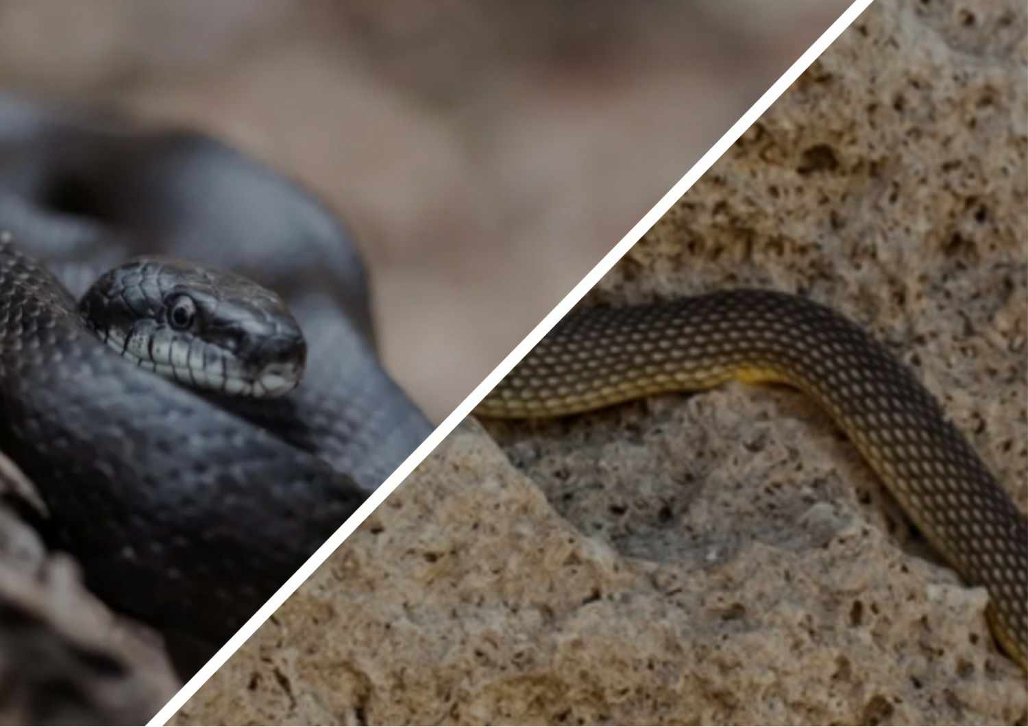 На подоконниках, в одежде, под коврами: закарпатцы находят больших змей в собственных дворах (ФОТО)