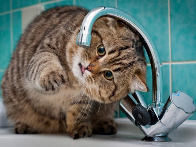 Сьогодні Мукачівцям доведеться роботи запаси води.