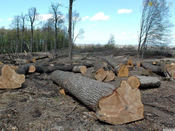 Міжгірське лісогосподарське підприємство завдало збитків лісовим ресурсам на 226265 гривень.