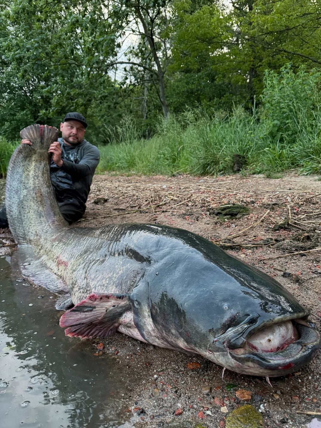 52 cm hosszú óriásharcsa: egy halász lenyűgöző méretű, 50 évnél idősebb halat fogott (FOTÓTÉNY)