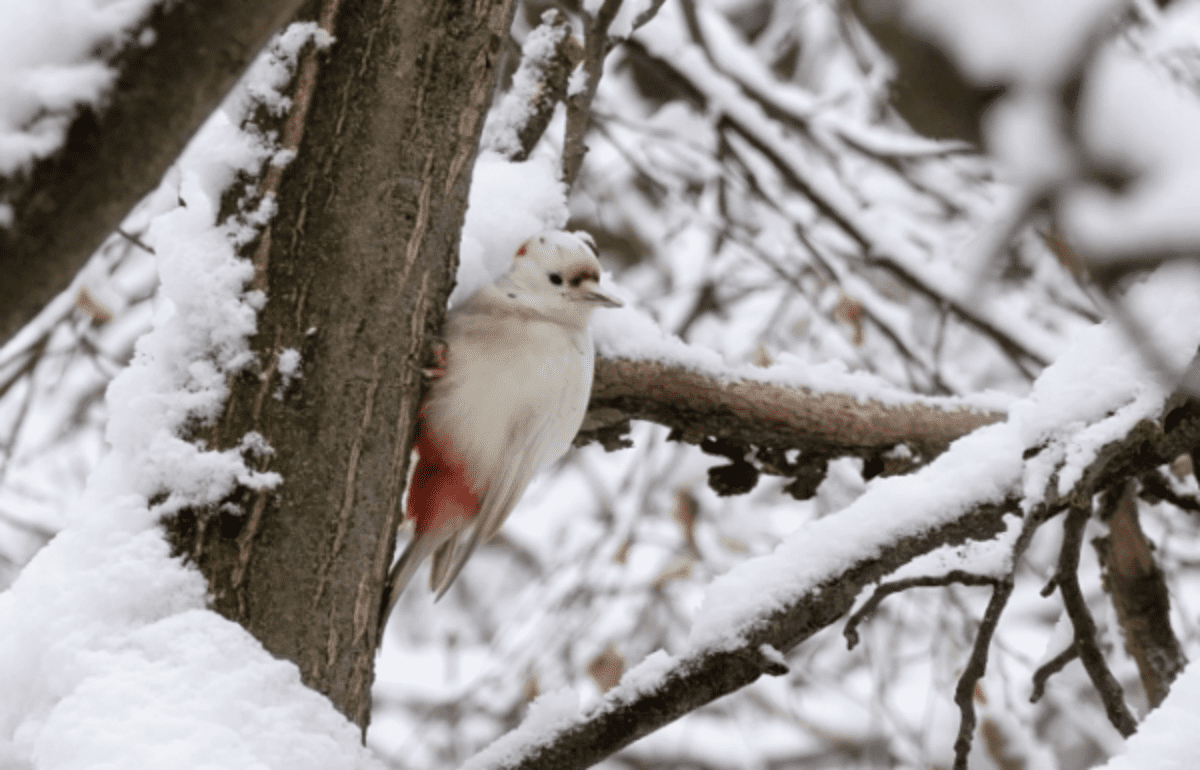 Унікальний птах - дятел-альбінос оселився в Ужгороді.