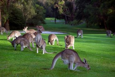 Стадо кенгуру прервало любительскую игру в гольф.