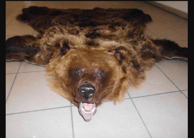 При перетині українсько-угорського кордону на КПП «Чоп-Захонь» угорські митники виявили у закарпатця шкуру бурого ведмедя.