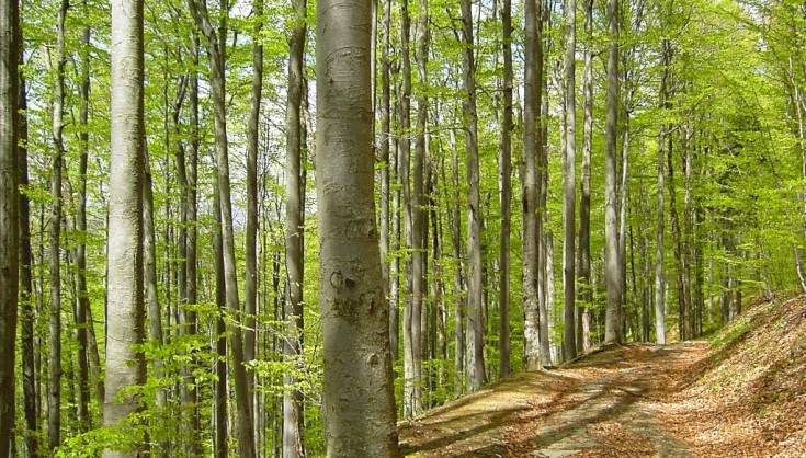 У п'ятницю, 7 липня, до списку ЮНЕСКО  були занесені нові лісові масиви України.

