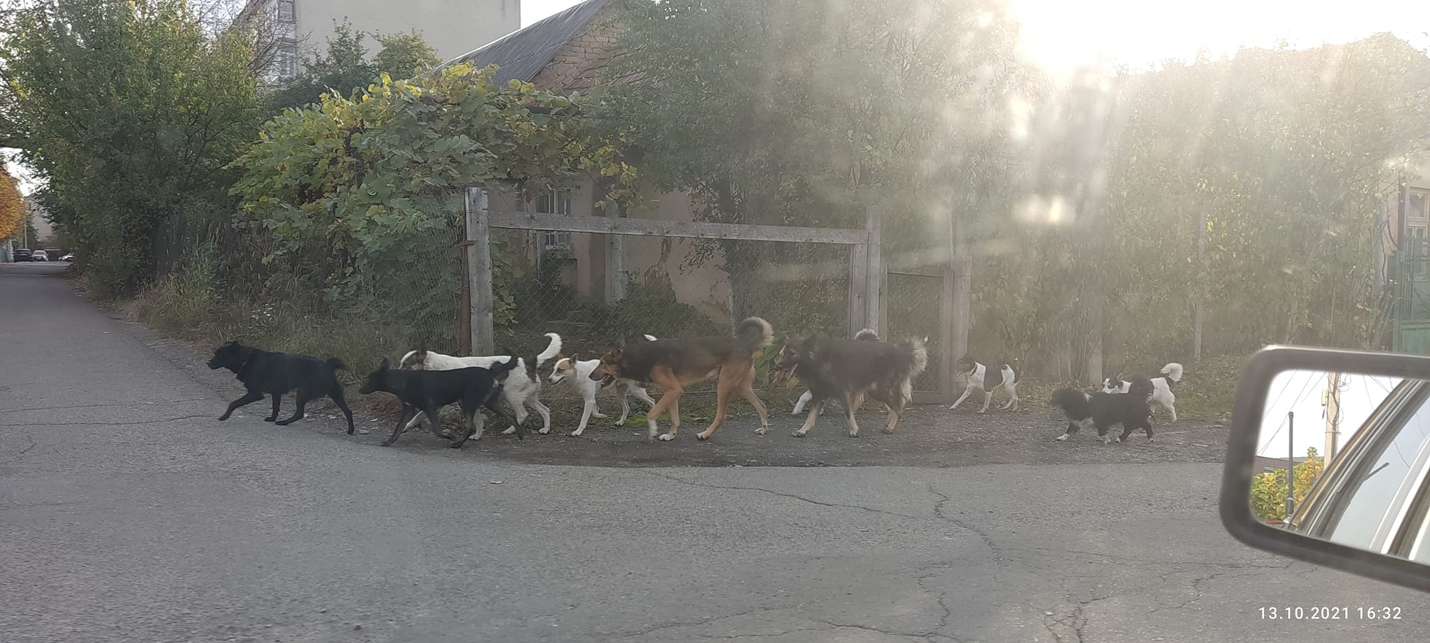 На этот раз возле школы и детского сада было замечено большое количество собак.