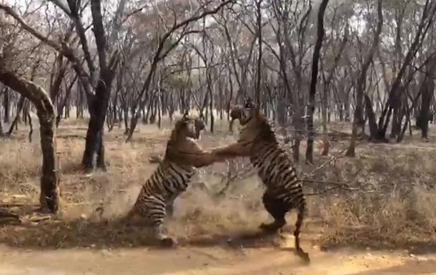 Два тигри спочатку йшли пліч-о-пліч на невеликій відстані, а після між ними зав'язалася запекла бійка.

