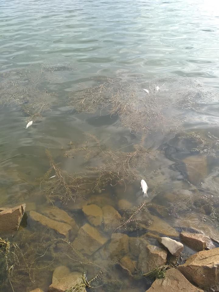 В мережі показали шокуючу картину на закарпатському озері. Мертва риба та сморід