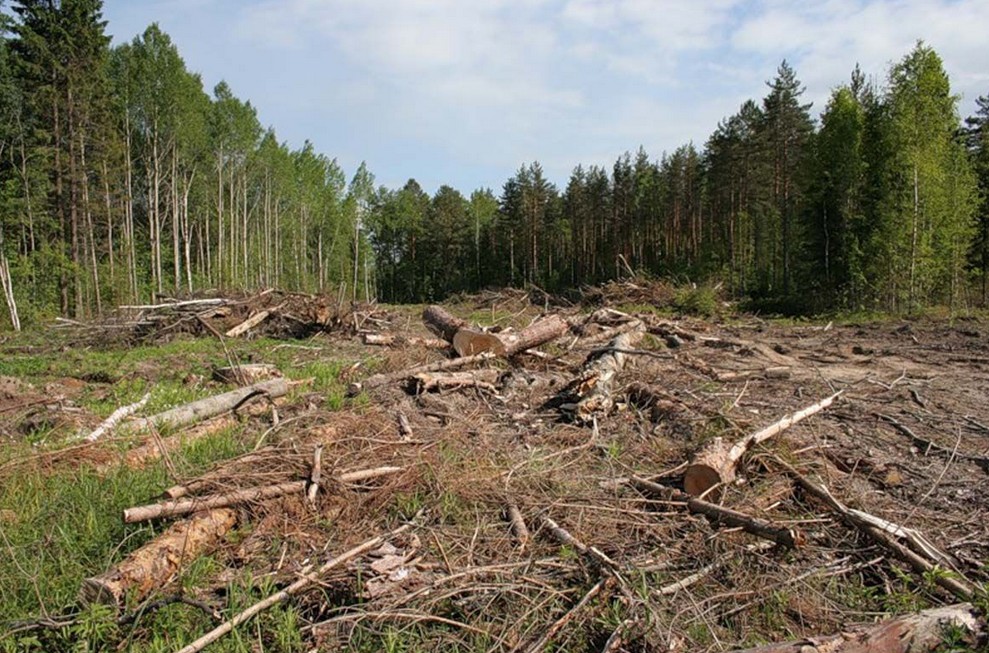 Государственное предприятие “Перечинське ЛГ” возместило ущерб, причиненный лесным ресурсам на сумму 66357,66 гривен.

