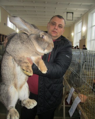 Чергову районну виставку вухастих тваринок елітних порід тут проводить місцева громадська організація аматорів кролівництва.