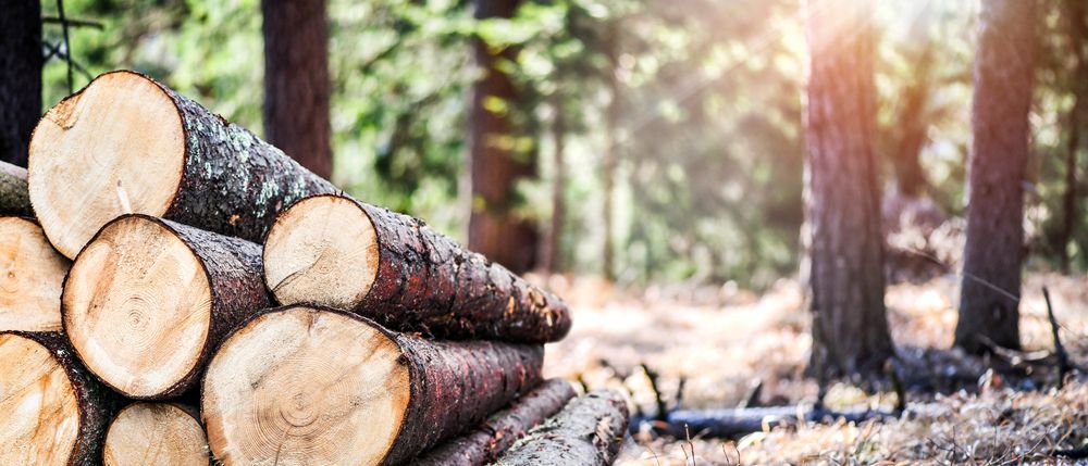 Следователи ГБР во Львове сообщили о подозрении лесхозу «Свалявское лесхоз», которое допустило незаконную вырубку деревьев на 2 млн грн.