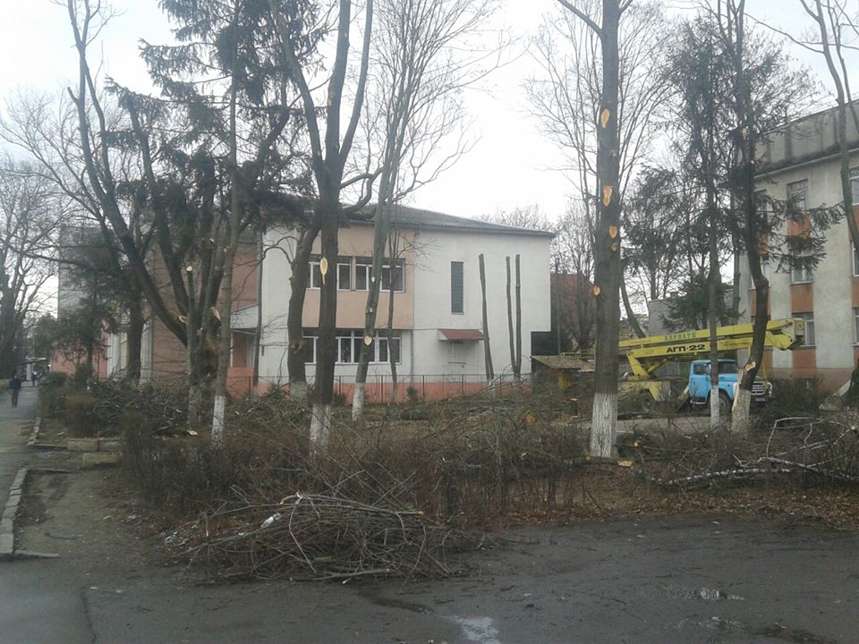 Сегодня работники, привлеченные Закарпатской областной станцией переливания крови, рядом с учреждением на улице Л.Толстого срезали ветви деревьев и даже стволы под корень.