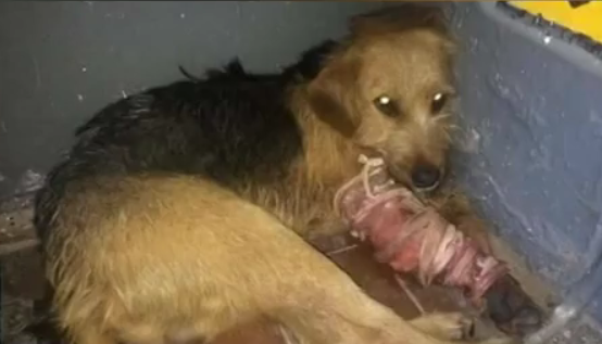 Собаку з простреленною лапою знайшли поблизу села Ярок на Угородщині. 