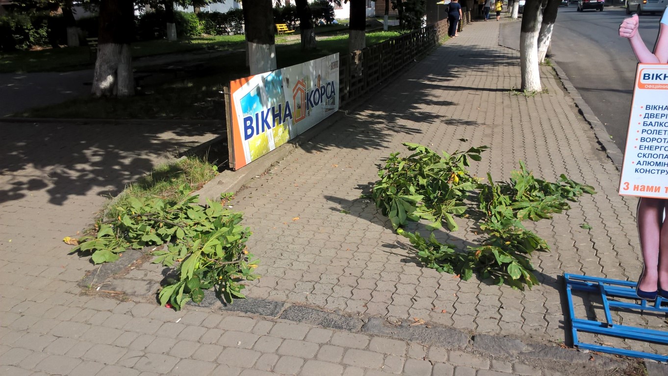 В центрі Іршави колишній священнослужитель поламав дерева