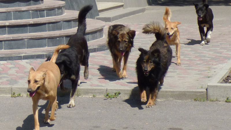 Ужгородский городской совет выделил 49 тысяч гривен на стерилизацию бездомных животных.