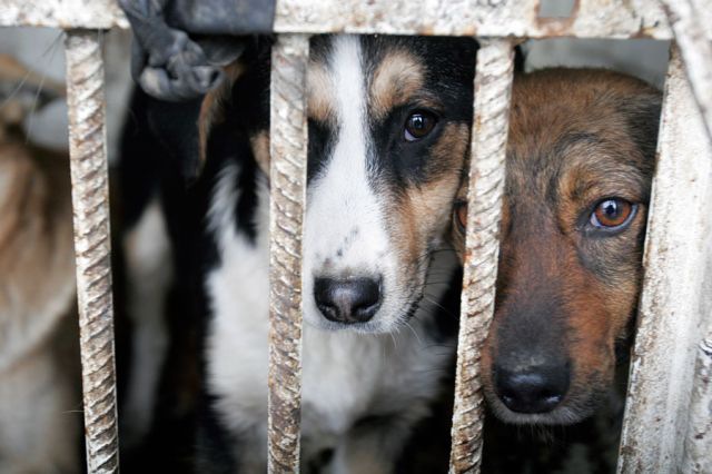 Під стінами міської ради активісти долучились до всеукраїнської акції проти жорстокого поводження з тваринами.

