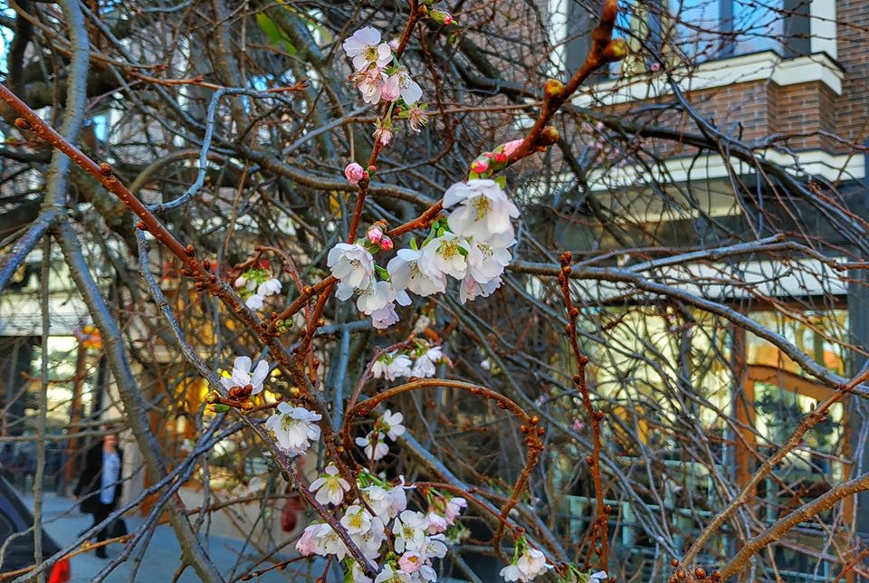 За тиждень до календарної зими на Закарпатті вдруге у році почала квітнути сакура.