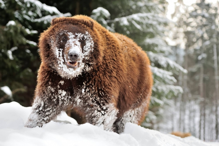 Жизнь в Реабилитационном центре бурых медведей НПП «Синевир» проходит согласно сезонным изменениям. С приходом зимы температурный режим, что снижает отметку 0? С, уже длится более 30 дней. 