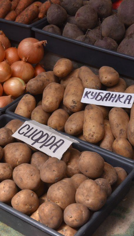 Дефіцит картоплі прогнозують в Україні.