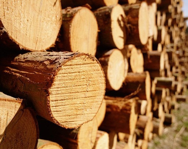 Лісові та лісомисливські господарства Закарпатської області тримають курс на підвищення ефективності роботи господарсько-фінансової й господарської діяльності підприємств.