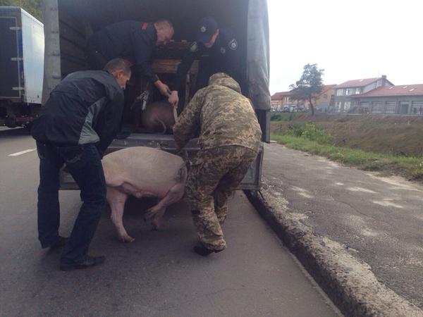 Во Львове новая полиция ловила поросенка