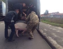 У Львові нова поліція ловила порося