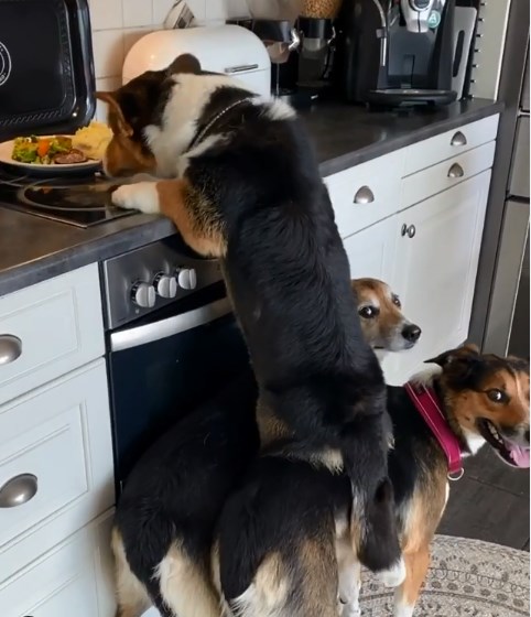 Щоб дістати їжу господаря з плити собаки додумалися стати одне одному 