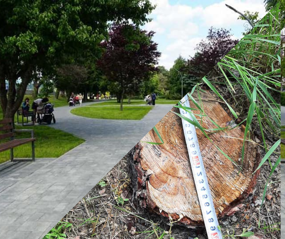 У Мукачеві ДЕІ виявила вирубку дерев з величезними збитками (ФОТО)