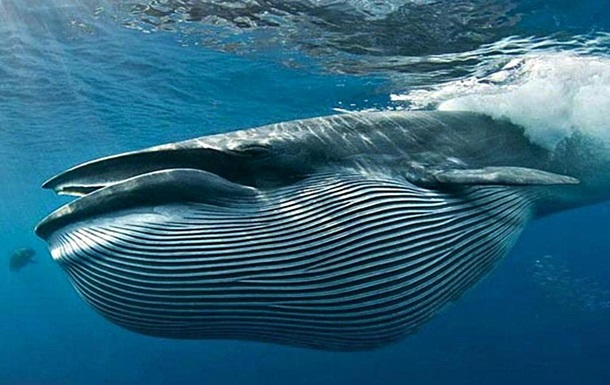 Вчені встановили, що кит був у довжину близько 25 метрів і важив від 130 до 150 тонн, що офіційно робить його найбільшим із коли-небудь знайдених китів.