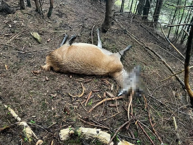 Тварини загинули через гостре отруєння: на Закарпатті виявили дві туші оленів.