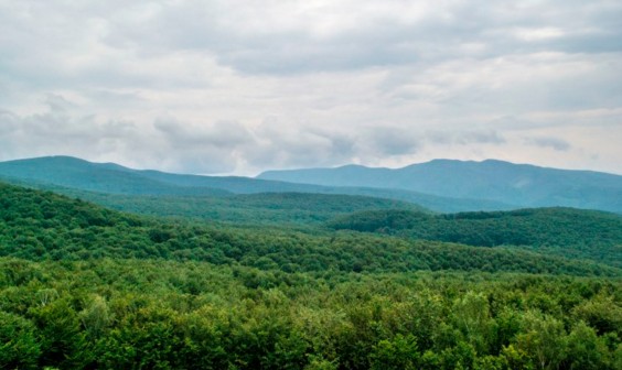 На Мукачівщині суд зобов’язав лісгосп визначити межі унікального лісового заказника місцевого значення