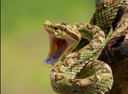 Напередодні, 3-го червня, у Турківському районі Львівської області 9-річну дівчинку вкусила змія. 