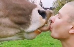 Влада Австрії закликали громадян перестати цілувати кооров, так як тим самим любителі поцілуватися з домашньою худобою наражають на небезпеку як себе, так і самих тварин.