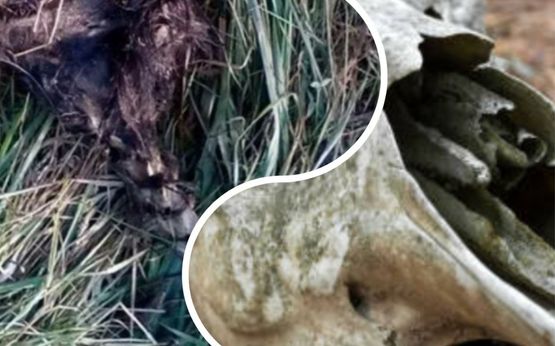 На Закарпатті знайшли рештки невідомого: що за знахідку виявили в одному з урочищ? (ФОТО)