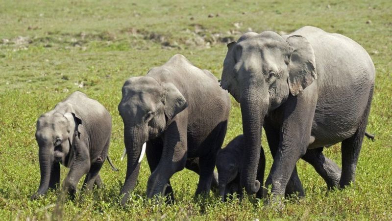 18 индийских слонов были найдены мертвыми в округе Нагаон на северо-востоке Индии.