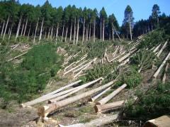 Хозяйственным судом Закарпатской области удовлетворено исковое заявление местной прокуратуры о взыскании ущерба за нарушение лесного законодательства на сумму почти 87 тыс. грн.
