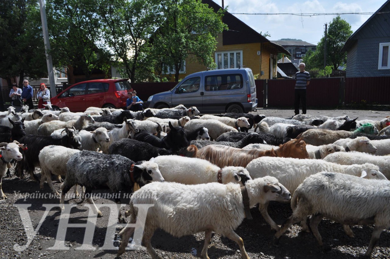 Вчора, 6 травня, у с. Дубове Тячівського району пройшло свято “Проводи на полонину”. Вівчарі на 6 місяців вивели на полонину тисячі овець.