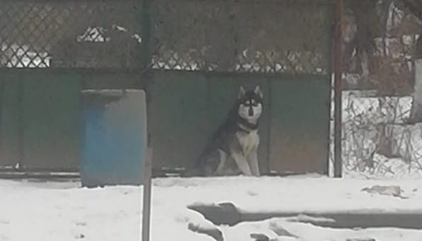 В ужгородському мікрорайоні Дравці пес породи хаскі зайшов до чужого двору і придушив всіх курей.
