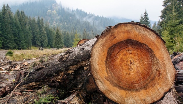 На території Карпатського біосферного заповідника Держекоінспекція виявила незаконні рубки 265 дерев.
