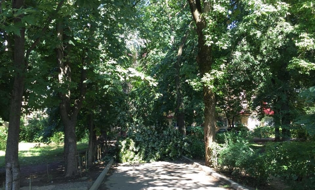 В Ужгороді в дворах багатоповерхівок по проспекту Свободи впало дерево і обірвало проводи.