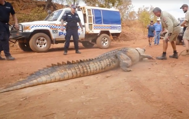В Австралії представники місцевих правоохоронних органів зловили гігантського крокодила, довжина якого досягає 13 футів (4,3 метра), передає The Mashable.