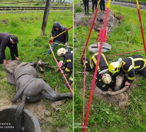 Тварина впала у каналізаційний люк, коли паслася на полі, у с. Нижня Апша Тячівського району.