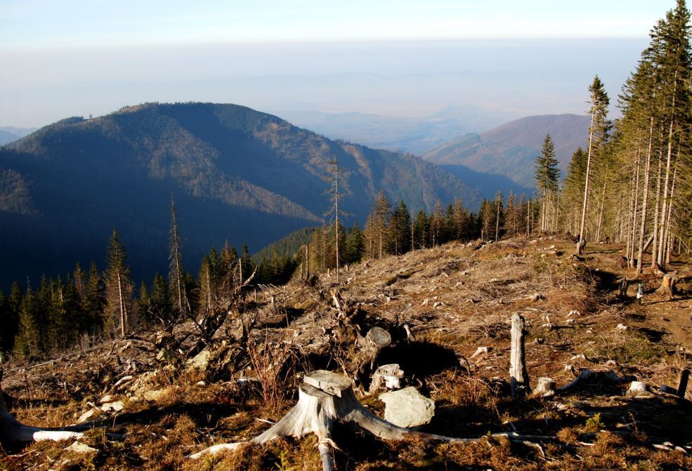 Кабинет министров Украины запретил санитарную вырубку деревьев в заповедных зонах.