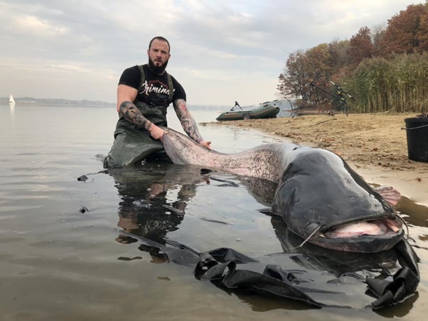 Риба важить більше 100 кг і має 260 см у довжину. ЗМІ пишуть, що це найбільший сом, виловлений у Польщі, в історії.
