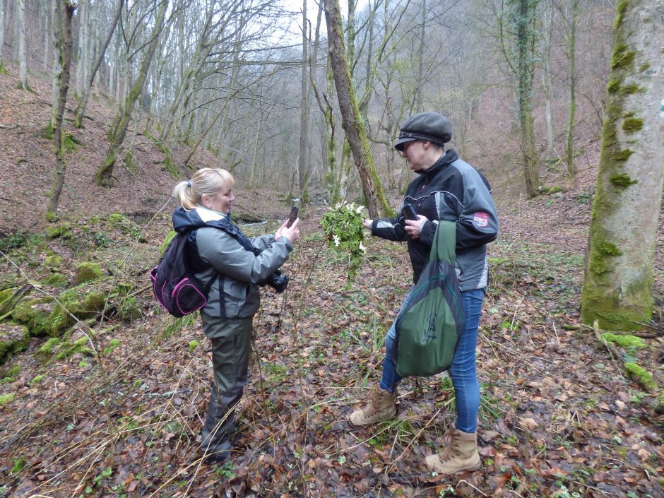 "Lungs" lay on the rock: a rare find in the Carpathians stirred up the network (PHOTOS)