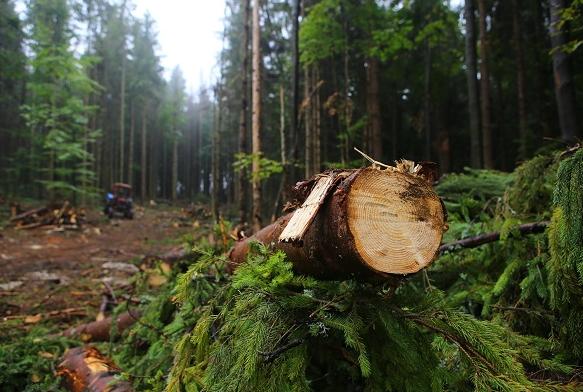 За підсумками 9 місяців роботи державних лісогосподарських підприємств, ДП 