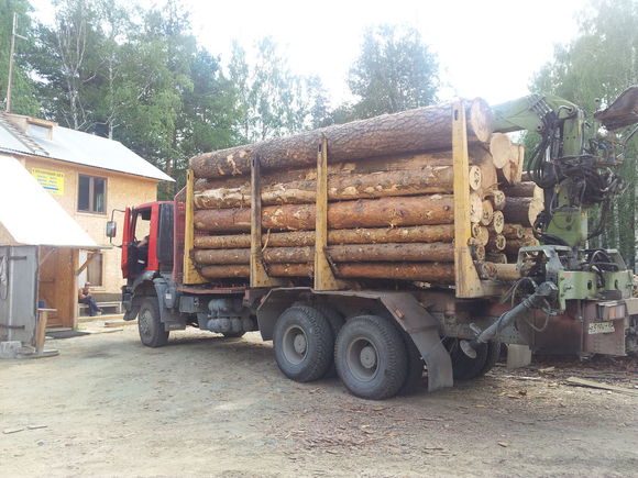 Лише за вчорашню добу у Тячівському й Іршавському районах поліцейські вилучили понад 30 кубометрів незаконно зрубаних дерев.
